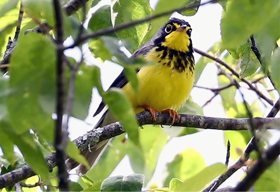 Canada Warbler by Judy Grant